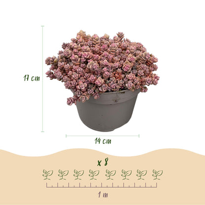 Alpine Mix - 8 Planten - Diversen Kleuren - Winterhard - Forestbloom