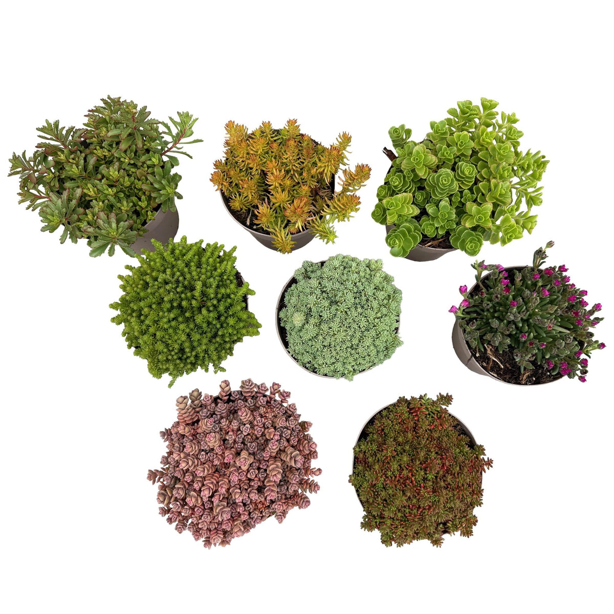 Alpine Mix - 8 Planten - Diversen Kleuren - Winterhard - Forestbloom