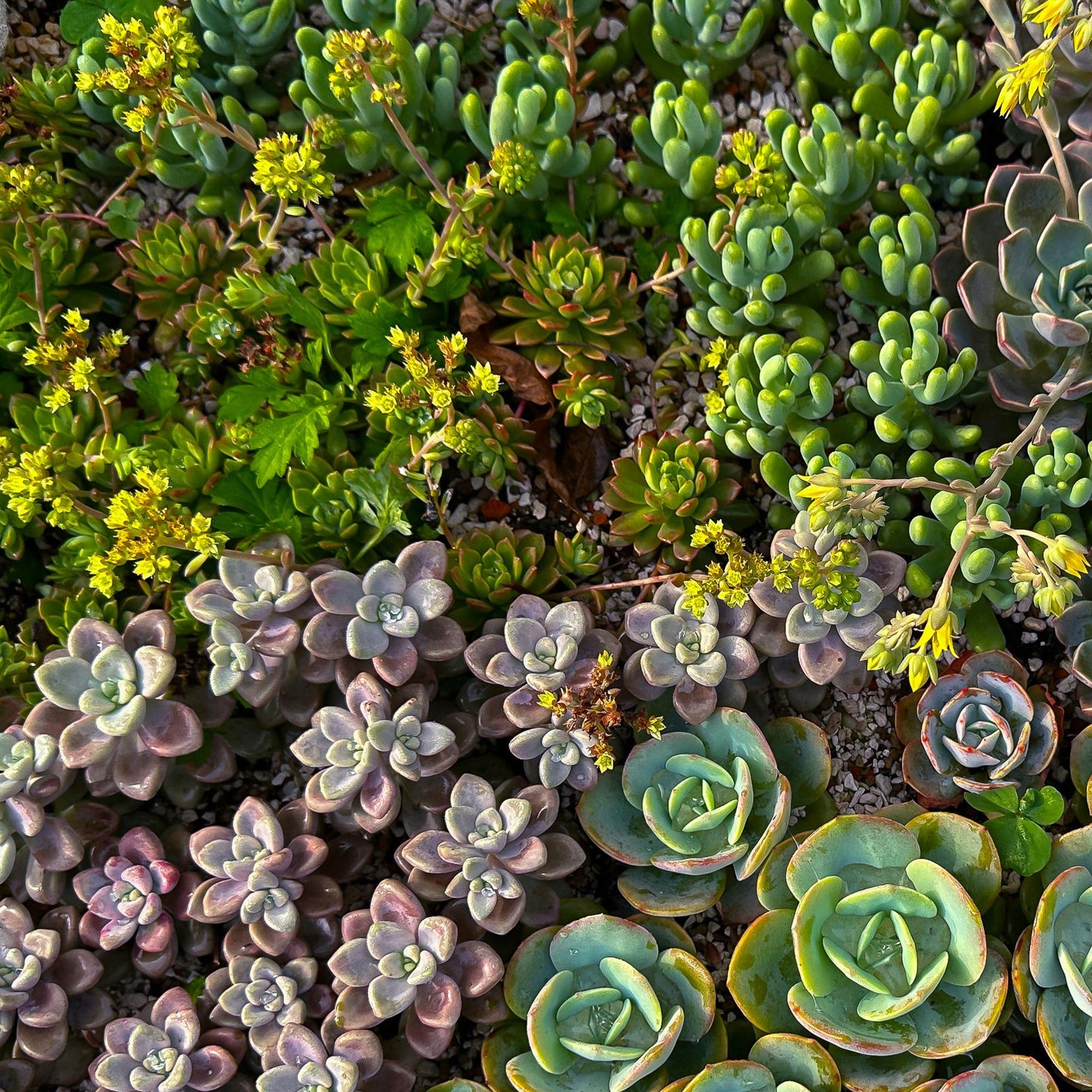 Alpine Mix - 8 Planten - Diversen Kleuren - Winterhard - Forestbloom