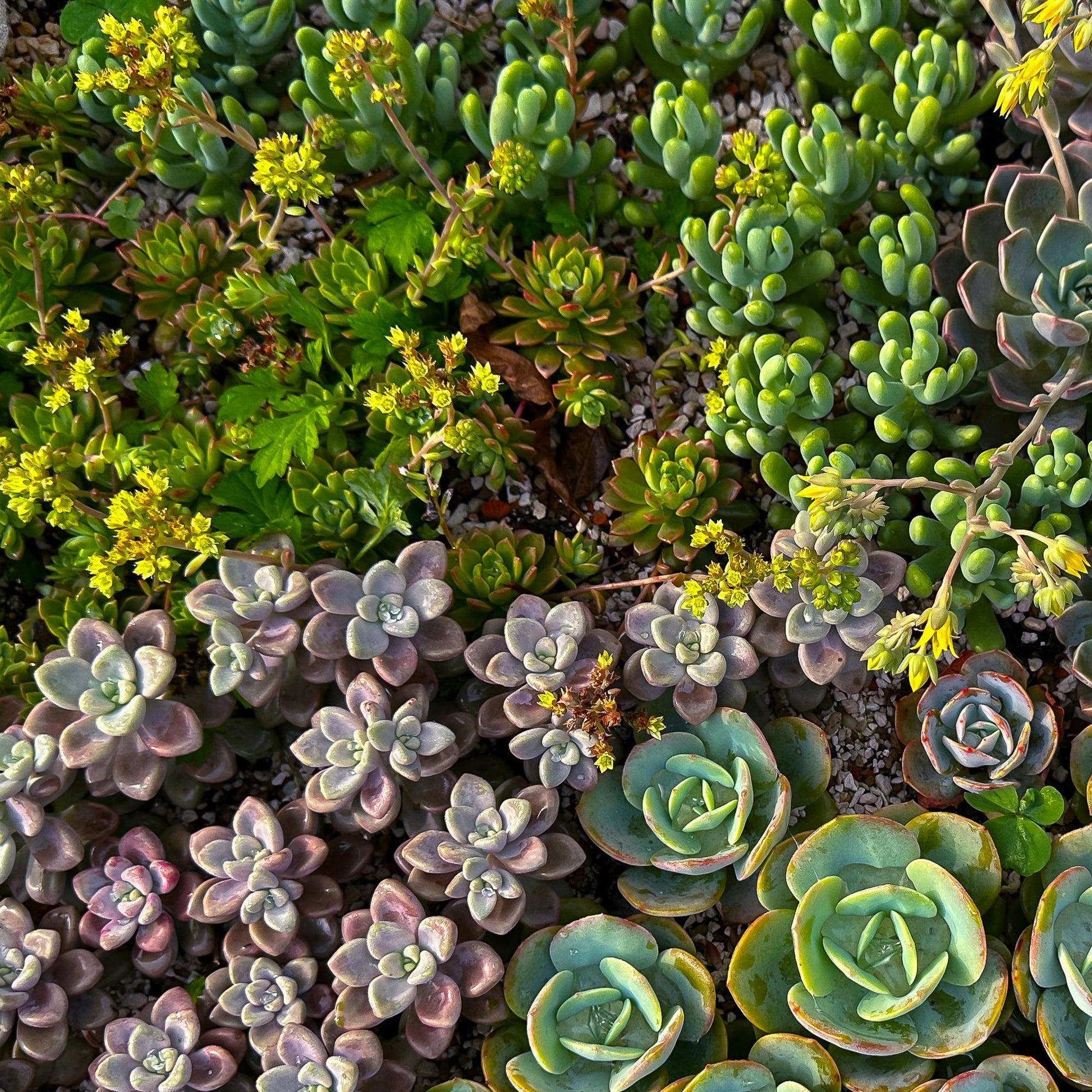 Alpine Mix - 8 Planten - Diversen Kleuren - Winterhard - Forestbloom