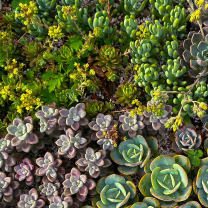 Alpine Mix - 8 Planten - Diversen Kleuren - Winterhard - Forestbloom