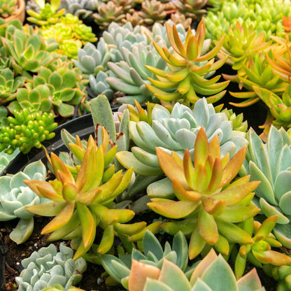 Alpine Mix - 8 Planten - Diversen Kleuren - Winterhard - Forestbloom