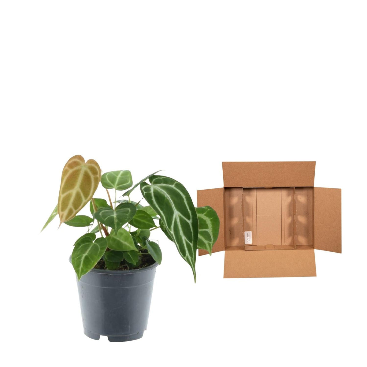 Anthurium Chrystallium - 35 cm - Forestbloom