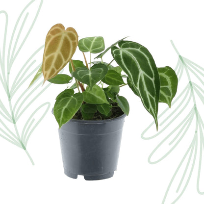 Anthurium Chrystallium - 35 cm - Forestbloom