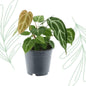 Anthurium Chrystallium - 35 cm - Forestbloom