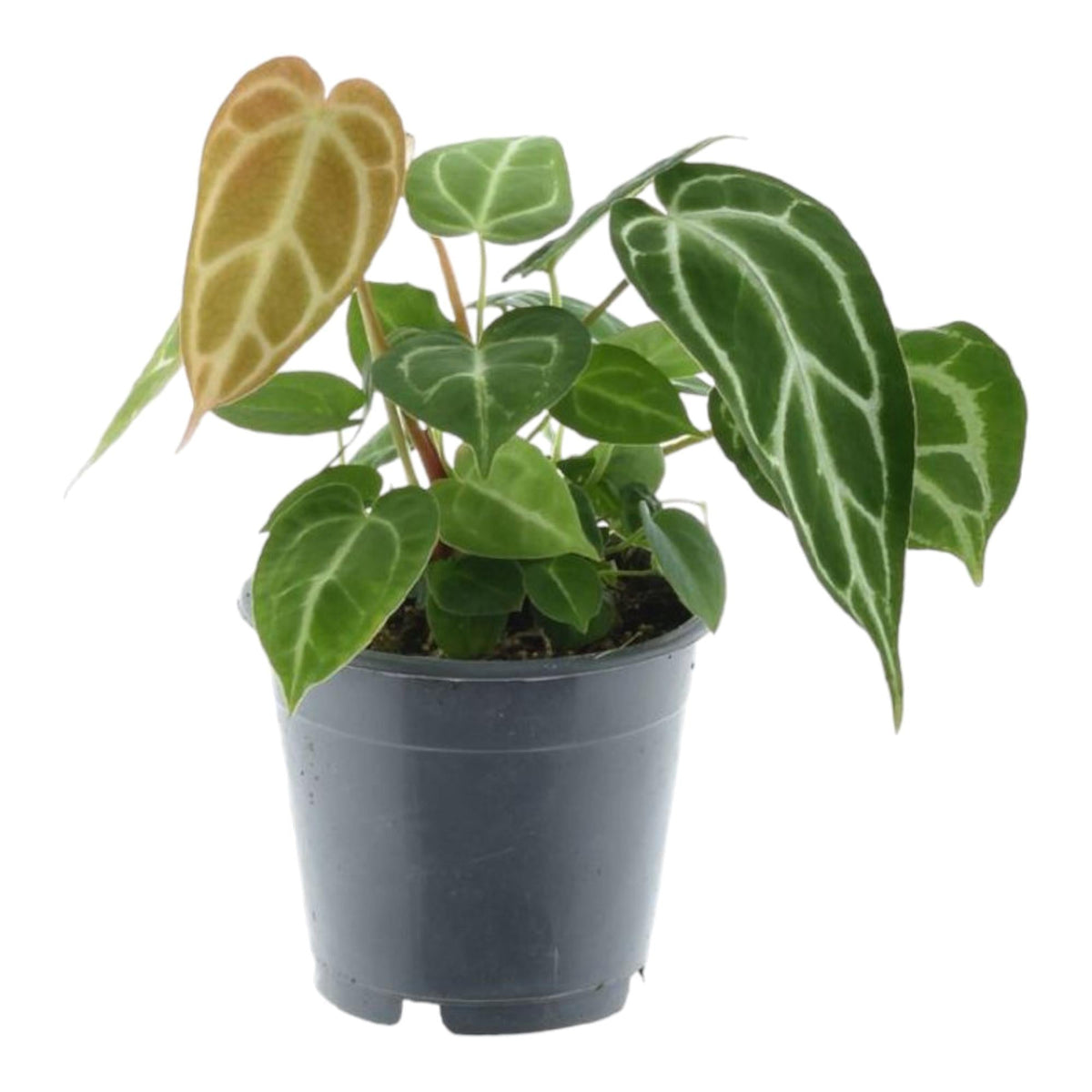Anthurium Chrystallium - 35 cm - Forestbloom