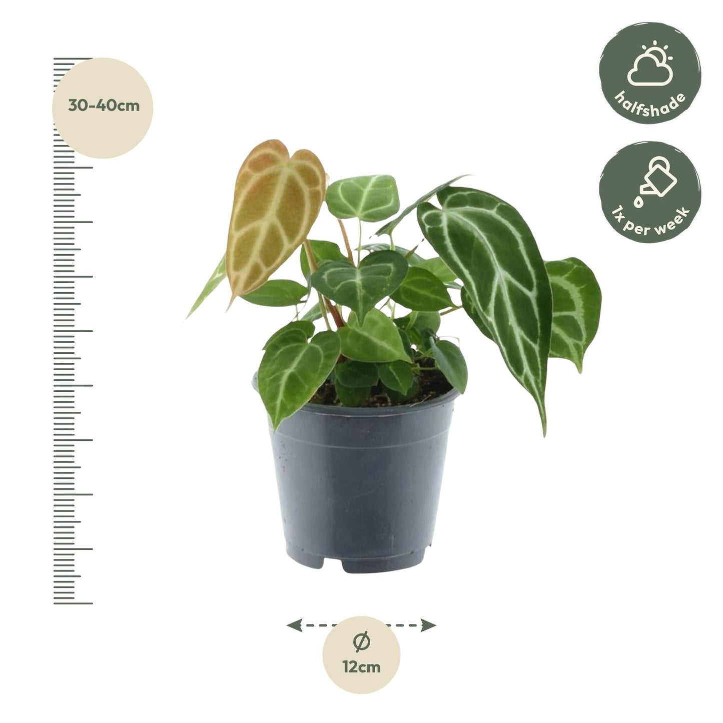 Anthurium Chrystallium - 35 cm - Forestbloom