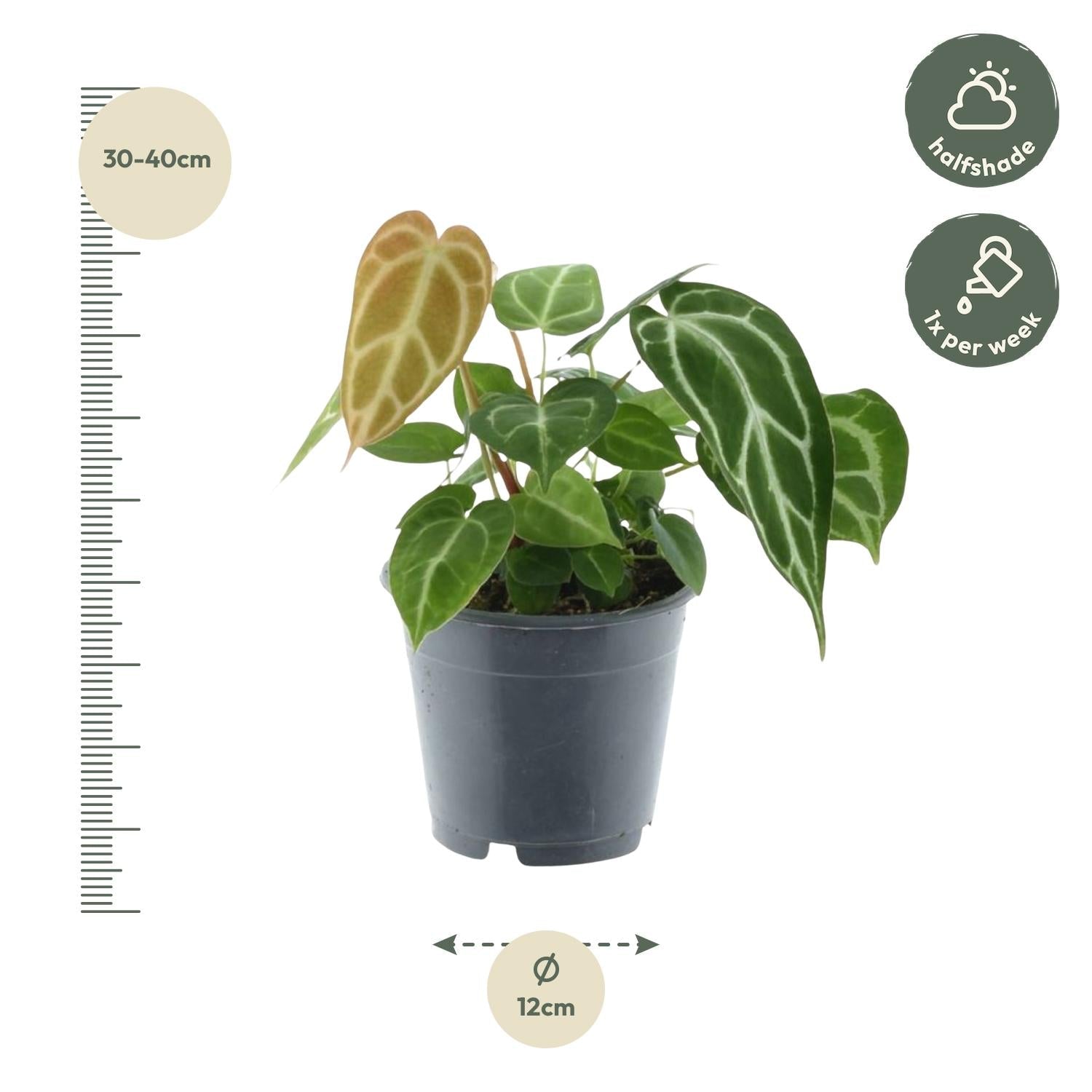 Anthurium Chrystallium - 35 cm - Forestbloom