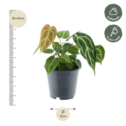 Anthurium Chrystallium - 35 cm - Forestbloom