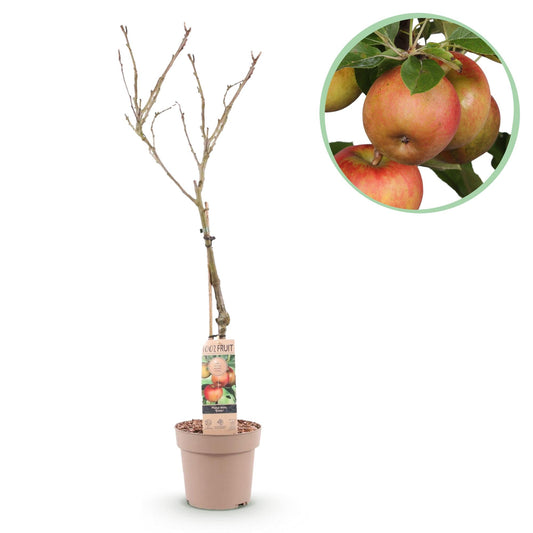 Appelboom - Malus domestica Elstar - Rode groene Appel - Forestbloom