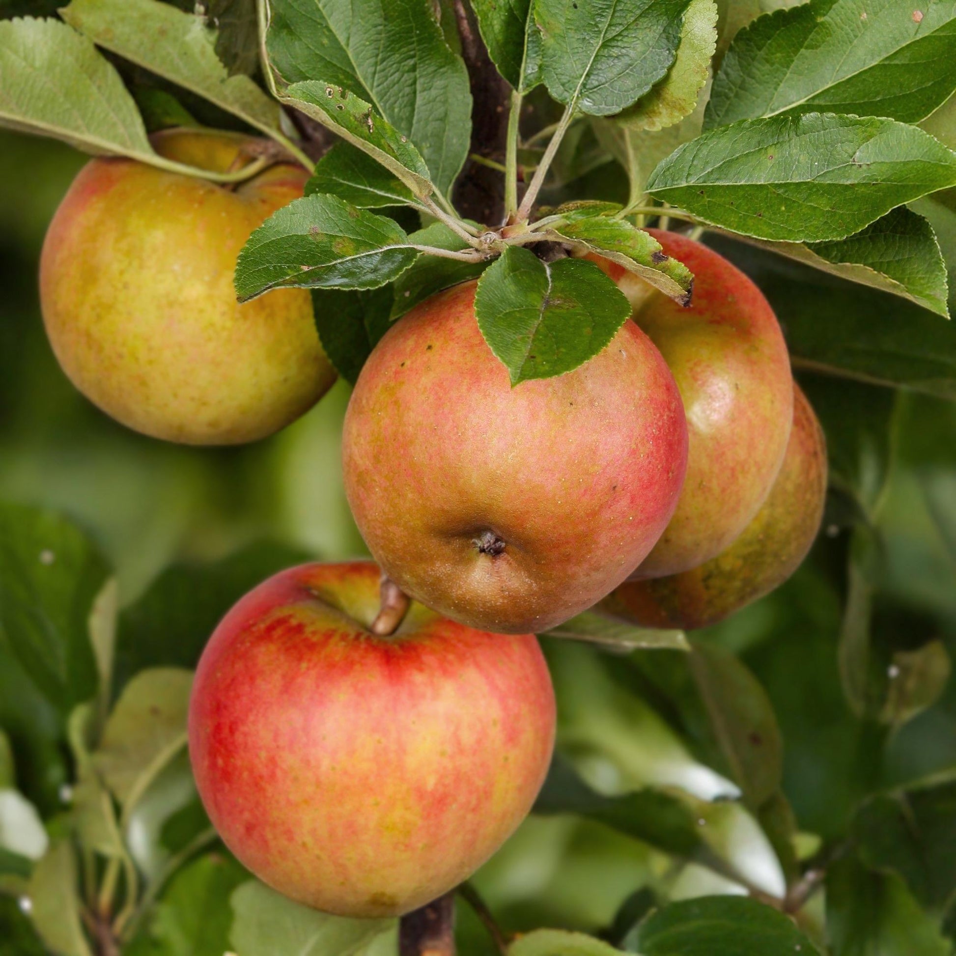 Appelboom - Malus domestica Elstar - Rode groene Appel - Forestbloom