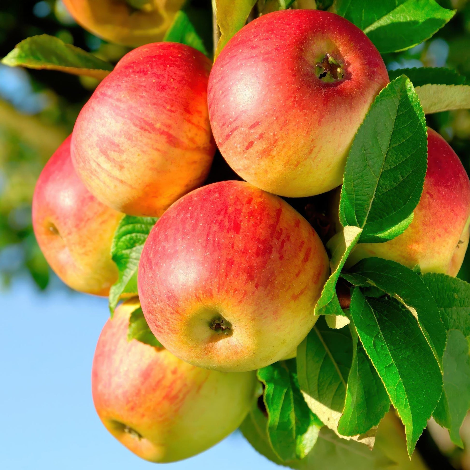 Appelboom - Malus domestica Jonagold - Geel groene Appel - Forestbloom