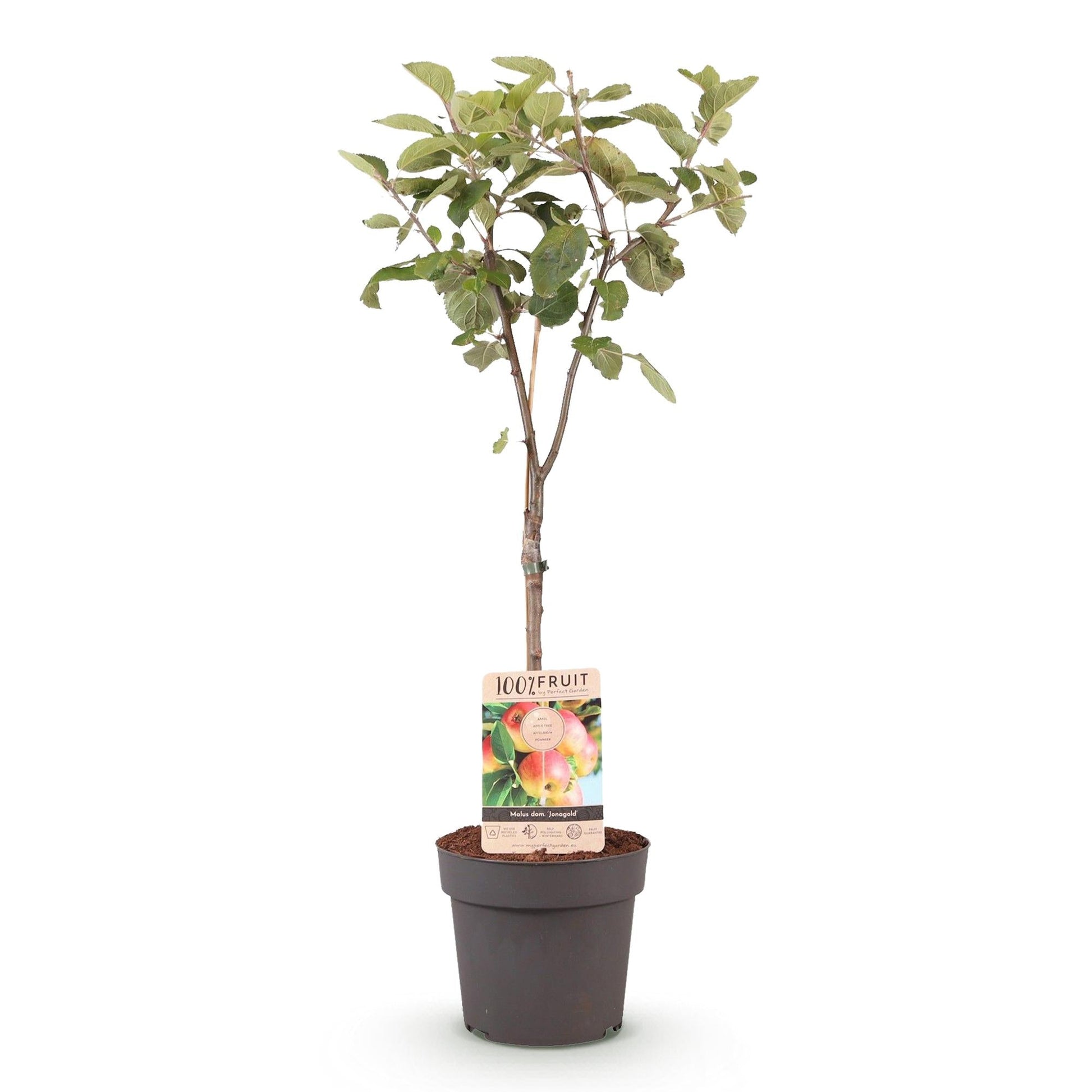 Appelboom - Malus domestica Jonagold - Geel groene Appel - Forestbloom
