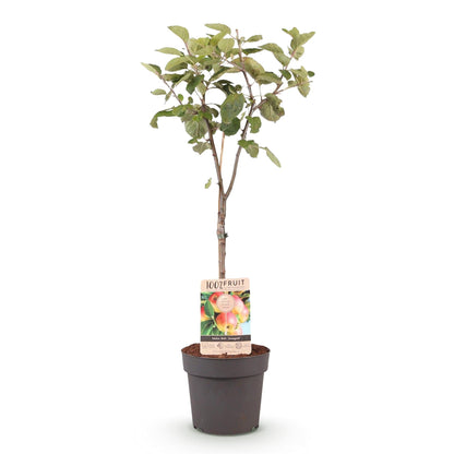 Appelboom - Malus domestica Jonagold - Geel groene Appel - Forestbloom