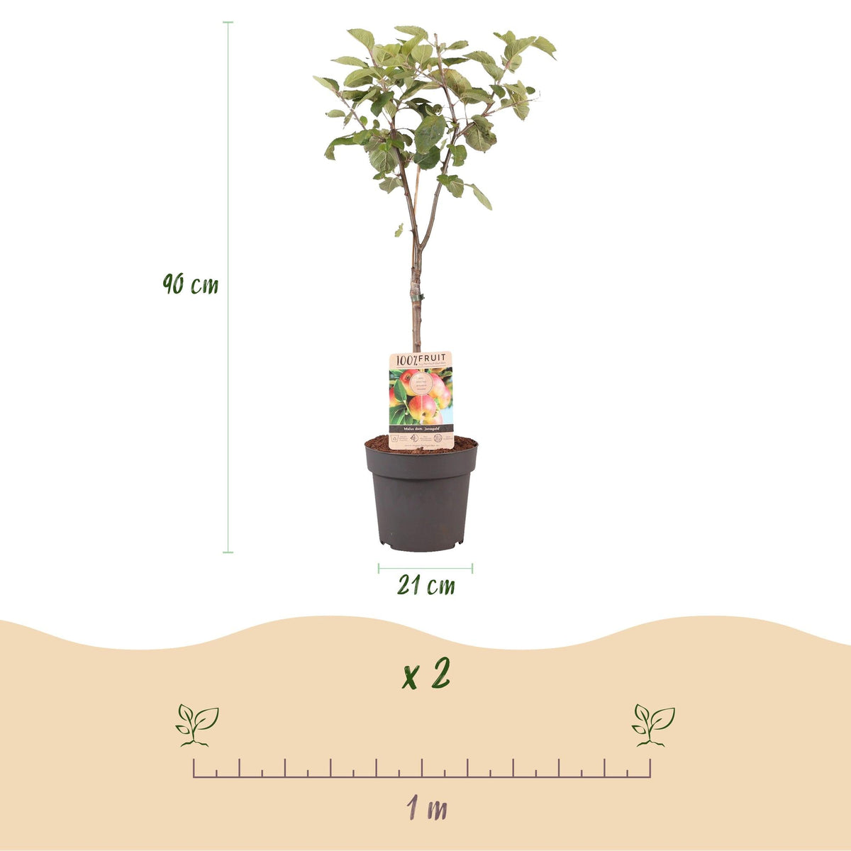 Appelboom - Malus domestica Jonagold - Geel groene Appel - Forestbloom