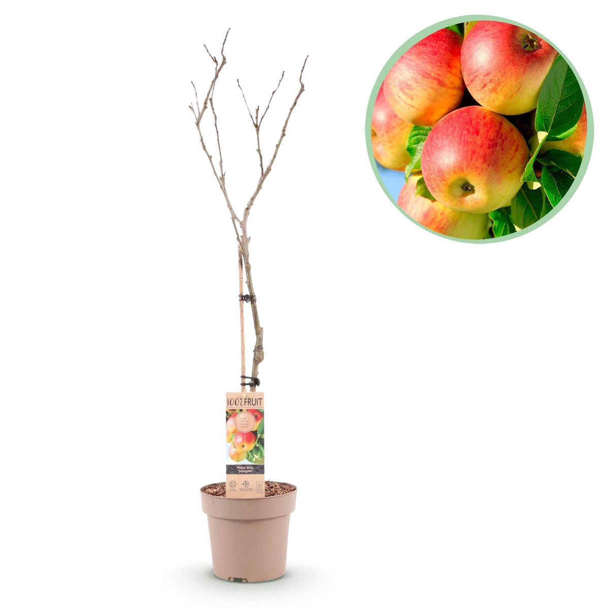 Appelboom - Malus domestica Jonagold - Geel groene Appel - Forestbloom