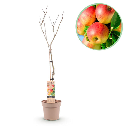 Appelboom - Malus domestica Jonagold - Geel groene Appel - Forestbloom