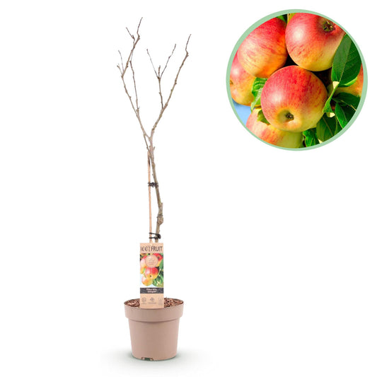 Appelboom - Malus domestica Jonagold - Geel groene Appel - Forestbloom