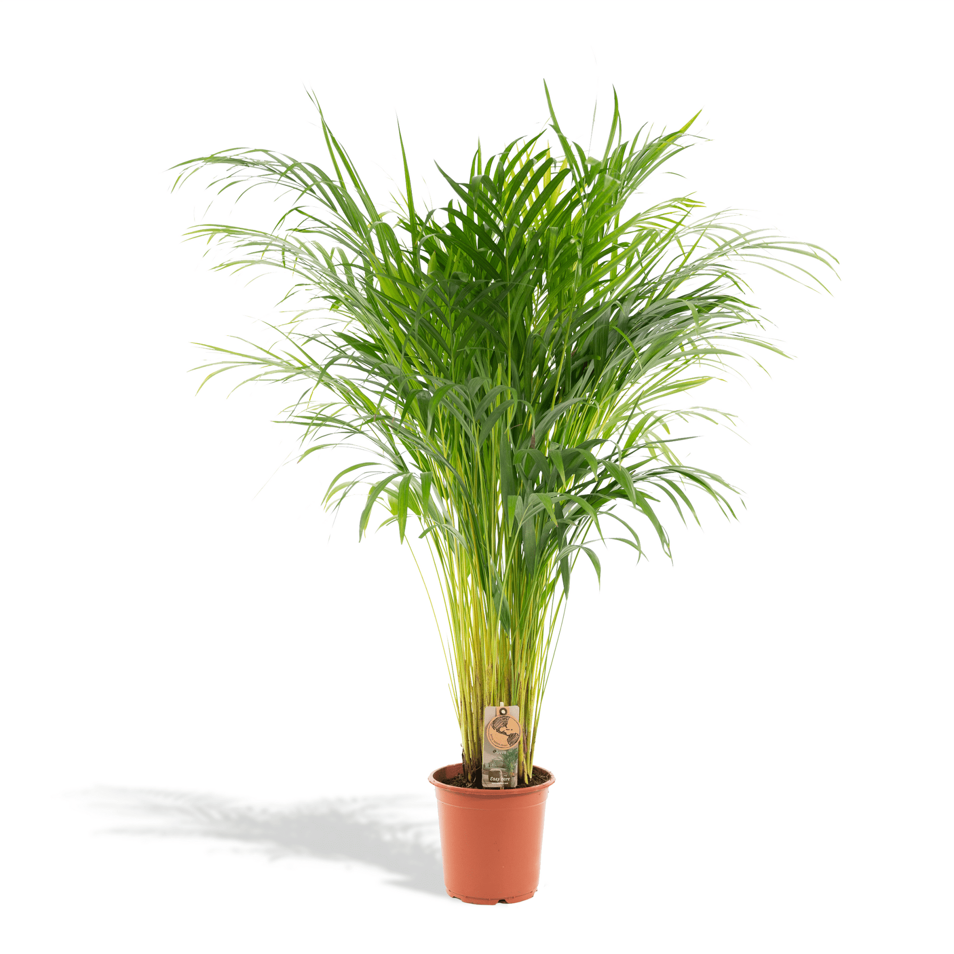 Areca palm - 110 cm - Forestbloom