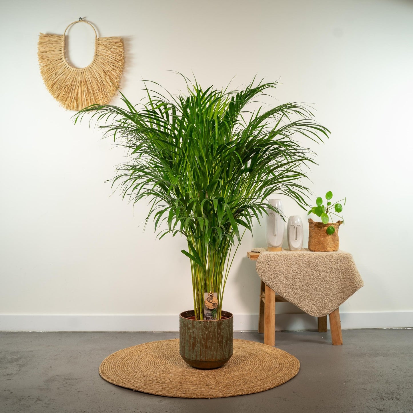 Areca palm - 110 cm - Forestbloom