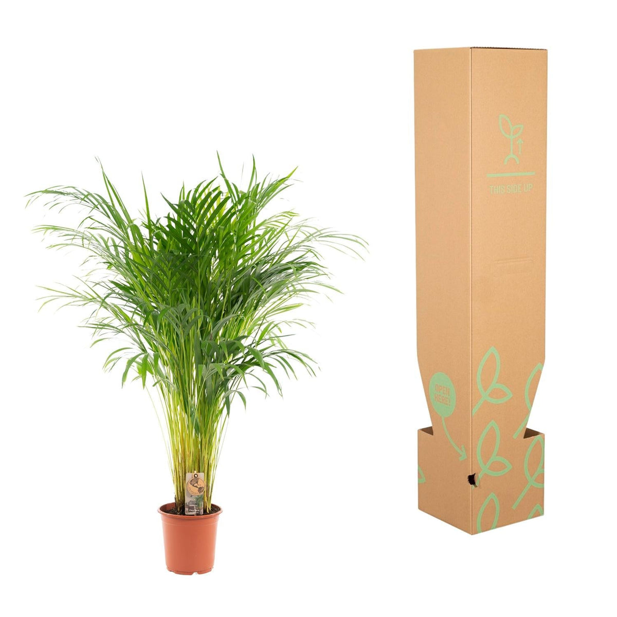 Areca palm - 110 cm - Forestbloom