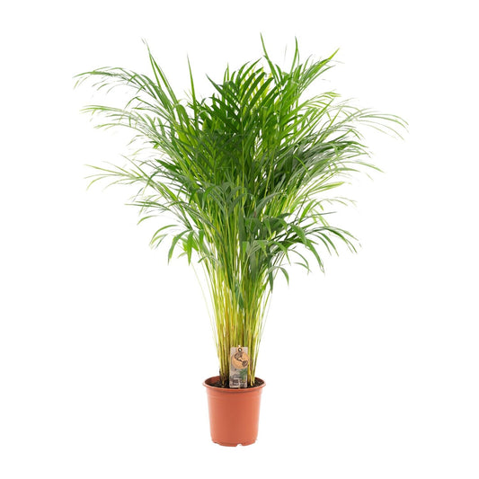 Areca palm - 110 cm - Forestbloom
