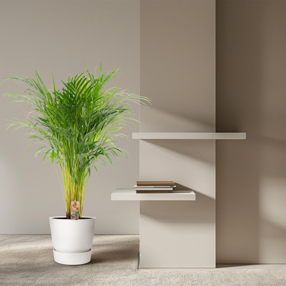 Areca palm - 110 cm - Forestbloom
