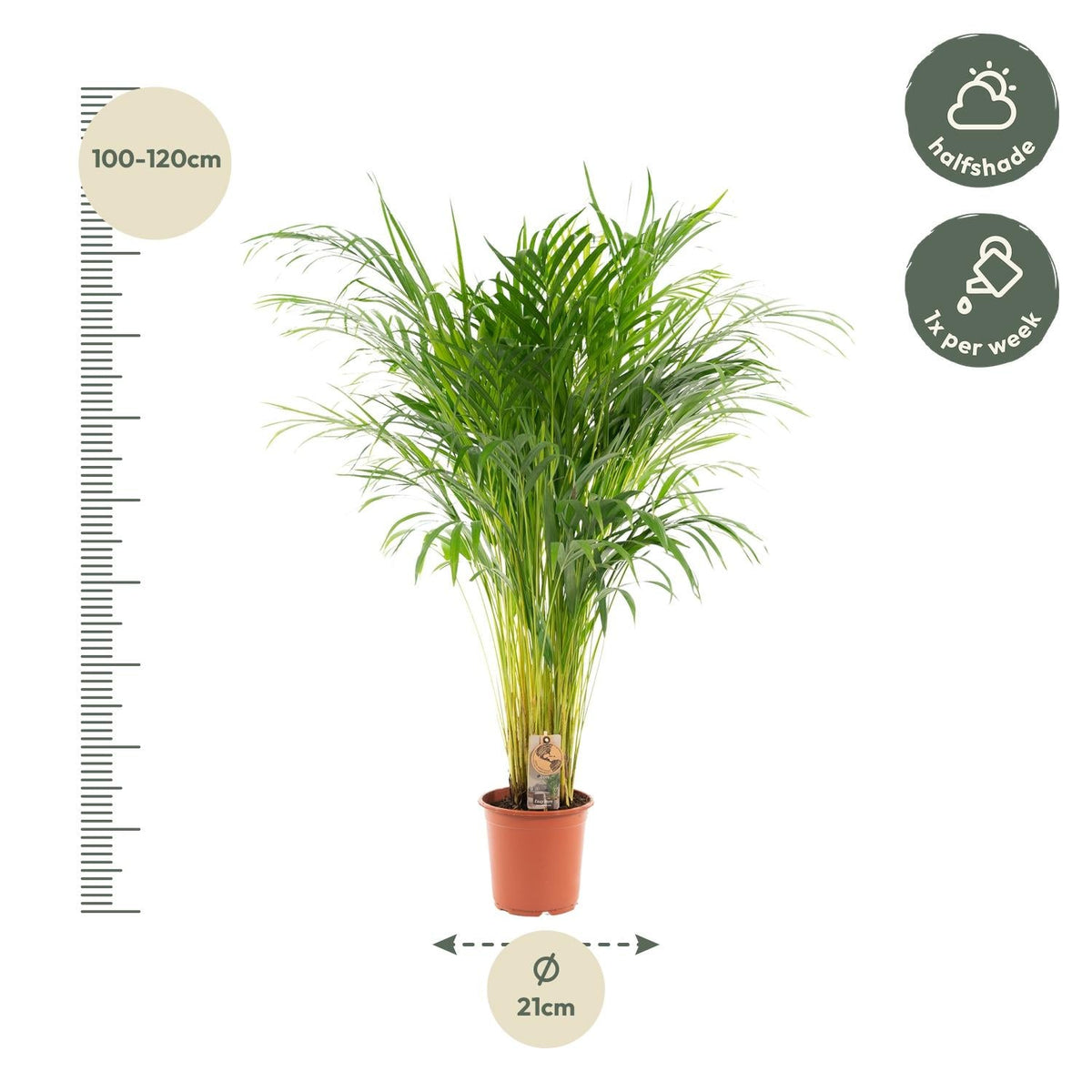 Areca palm - 110 cm - Forestbloom