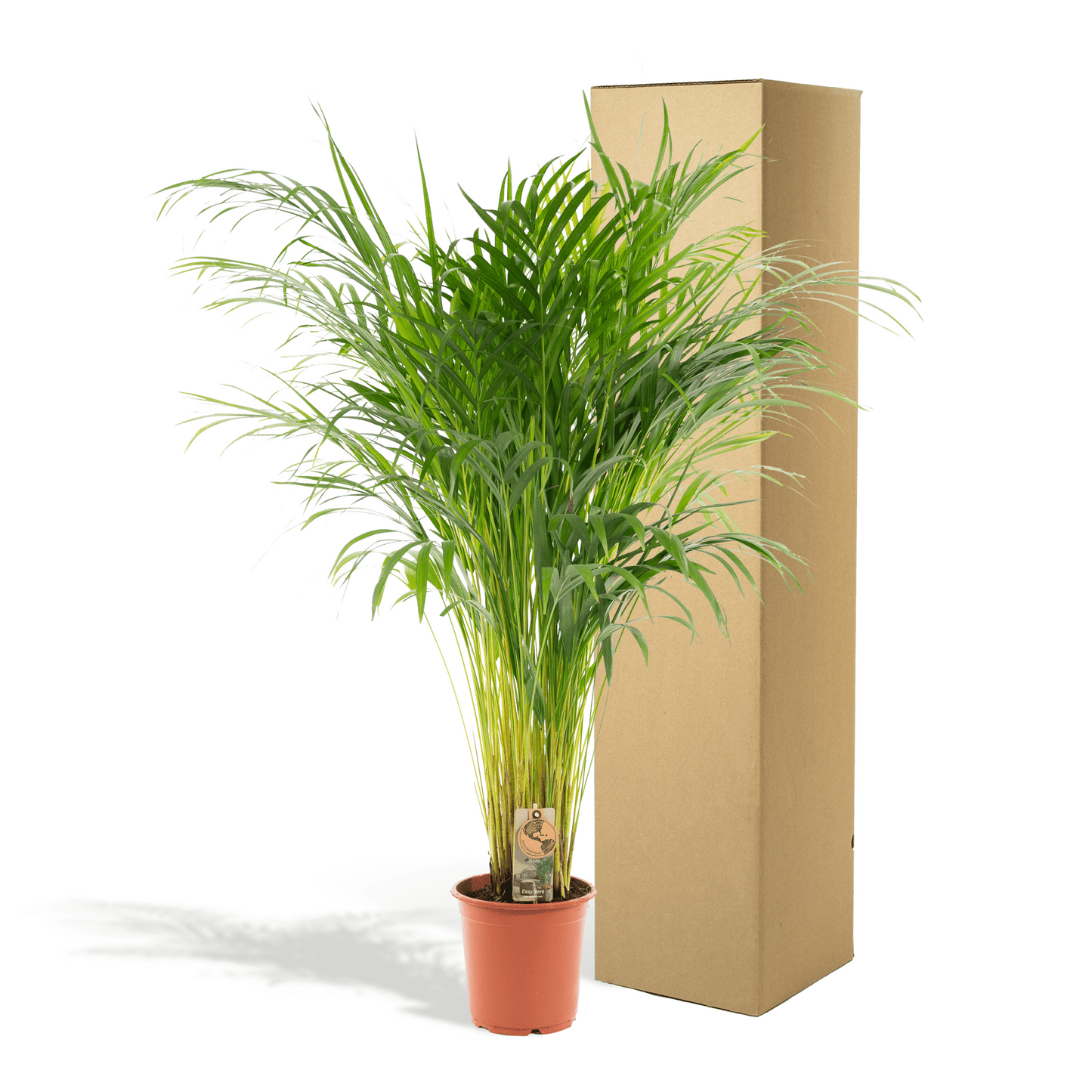Areca palm - 110 cm - Forestbloom