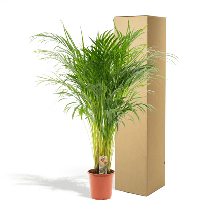 Areca palm - 110 cm - Forestbloom