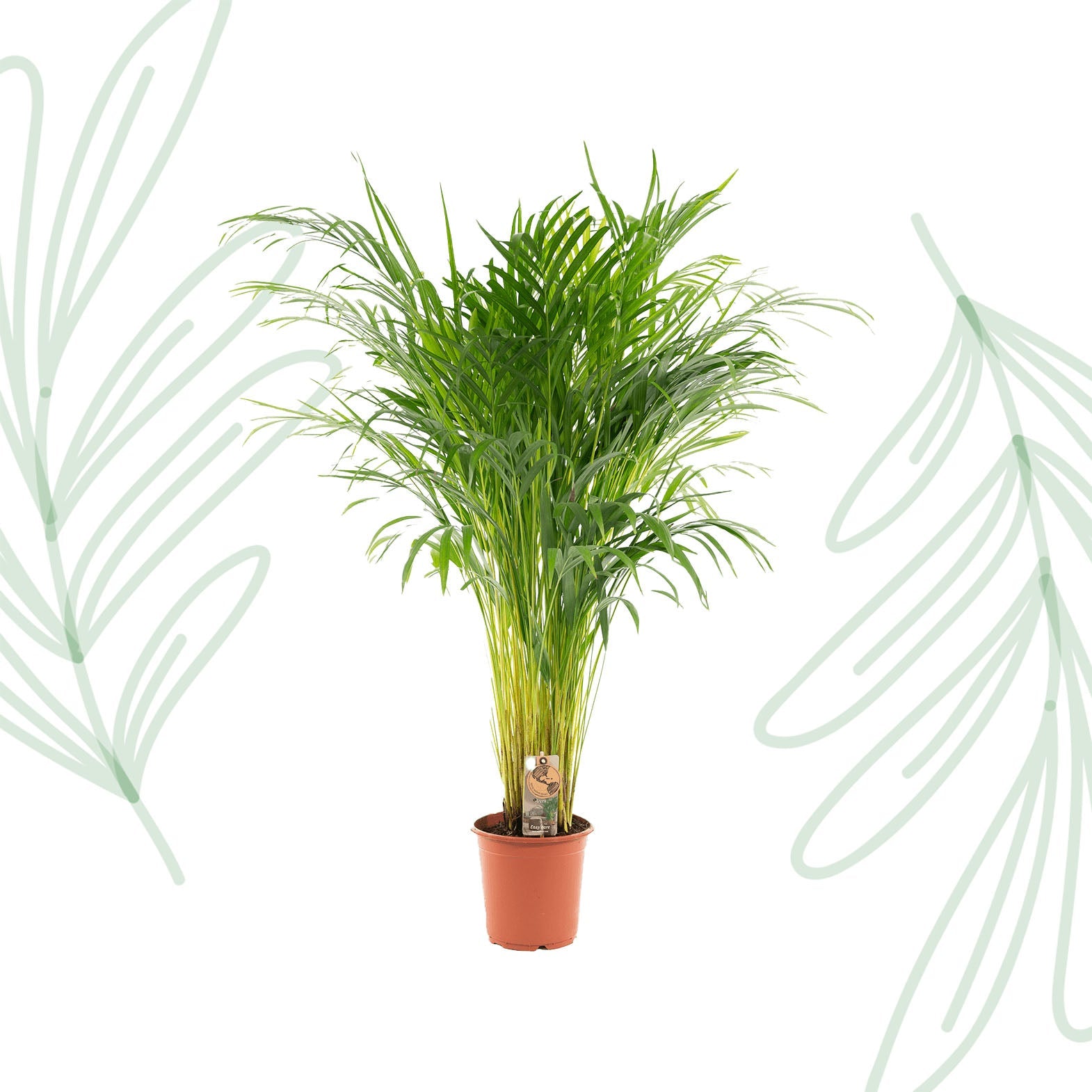 Areca palm - 110 cm - Forestbloom