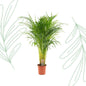 Areca palm - 110 cm - Forestbloom