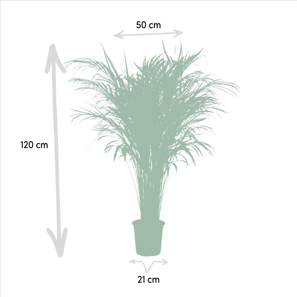 Areca palm - 110 cm - Forestbloom