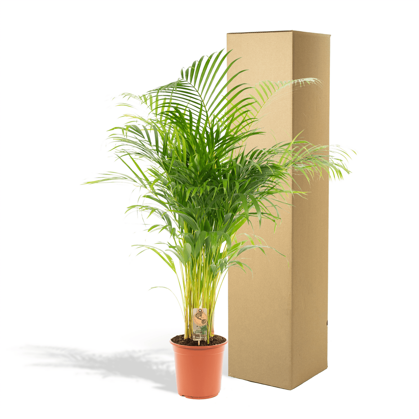 Areca palm - 130 cm - Forestbloom