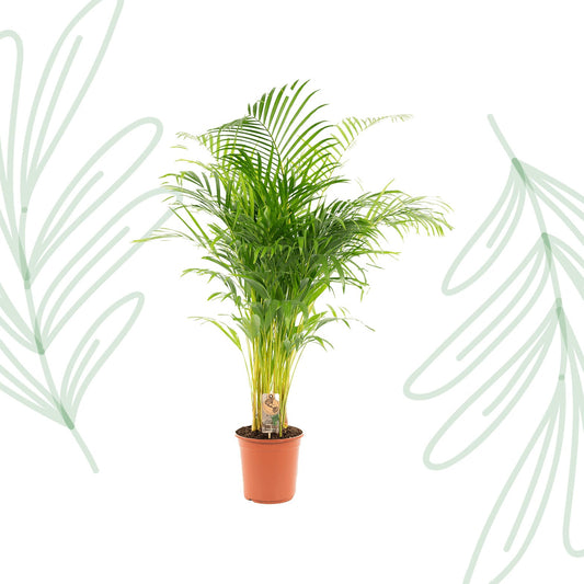 Areca palm - 130 cm - Forestbloom