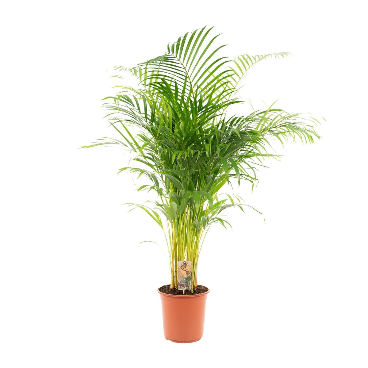 Areca palm - 130 cm - Forestbloom