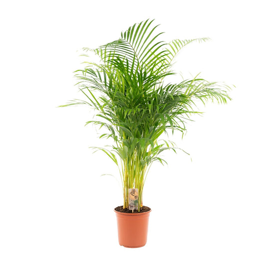 Areca palm - 130 cm - Forestbloom