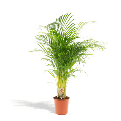 Areca palm - 130 cm - Forestbloom