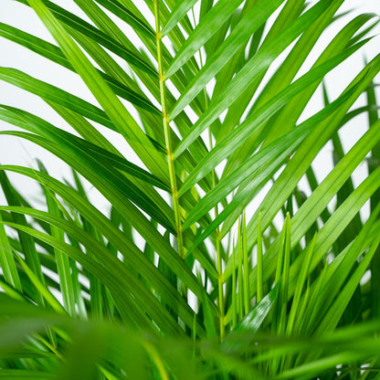 Areca palm - 130 cm - Forestbloom