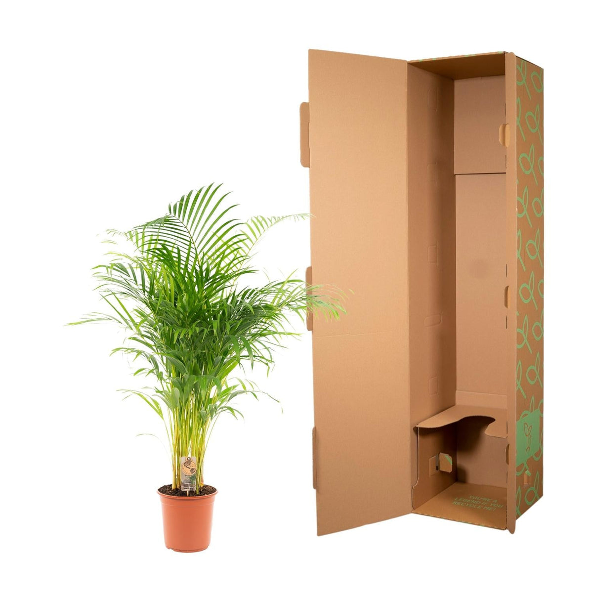 Areca palm - 130 cm - Forestbloom