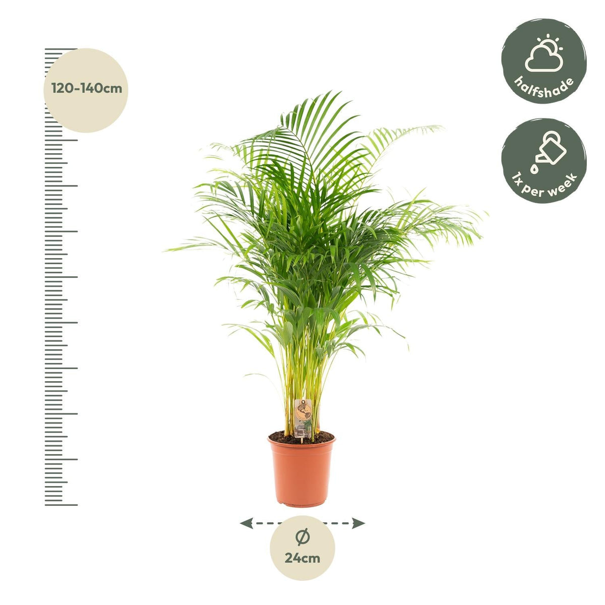 Areca palm - 130 cm - Forestbloom