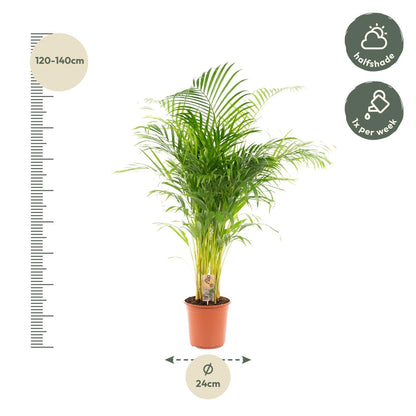 Areca palm - 130 cm - Forestbloom