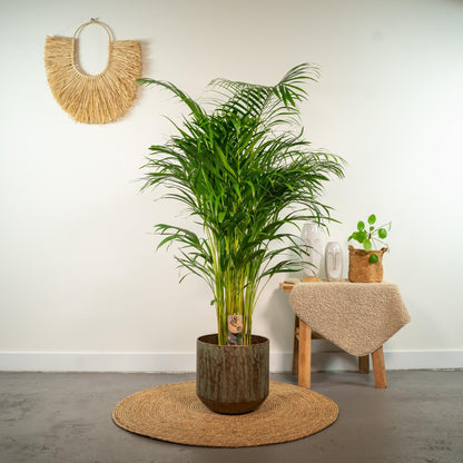 Areca palm - 130 cm - Forestbloom