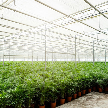 Areca palm - 130 cm - Forestbloom
