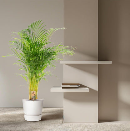 Areca palm - 130 cm - Forestbloom