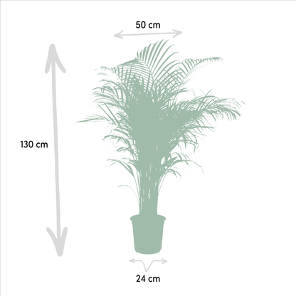 Areca palm - 130 cm - Forestbloom