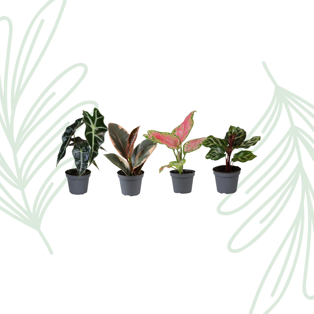 Baby Plantjes Verrassingsbox set van 4 - Forestbloom