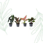 Baby Plantjes Verrassingsbox set van 4 - Forestbloom
