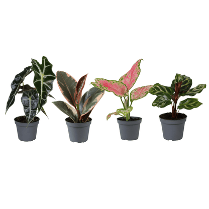 Baby Plantjes Verrassingsbox set van 4 - Forestbloom