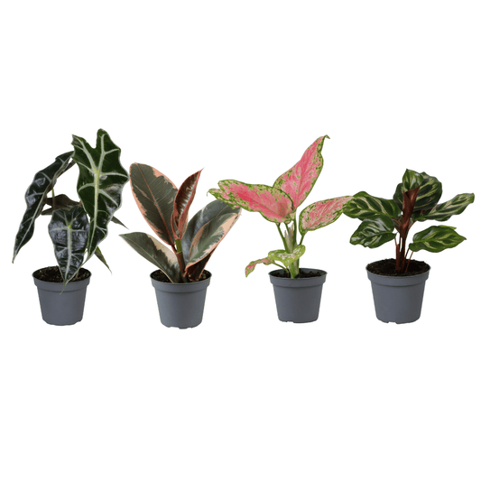 Baby Plantjes Verrassingsbox set van 4 - Forestbloom